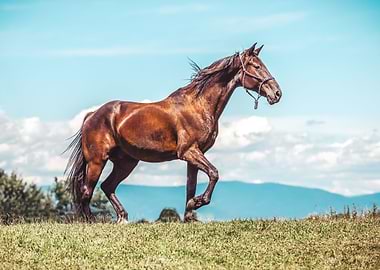 Beautiful horse
