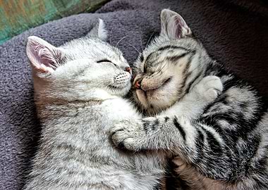 Two Sleeping Kittens