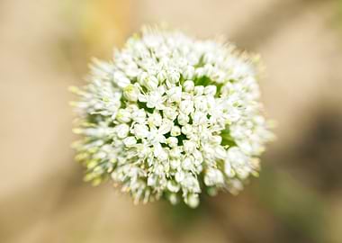 Abstraction about flower