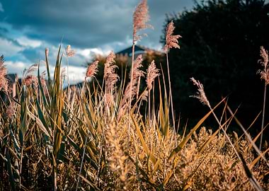 Wild grass during sunset