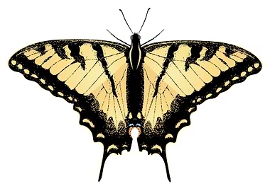 TigerSwallowtail Butterfly