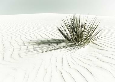 Vintage White Sands