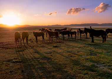 Horses on beautiful Sunset