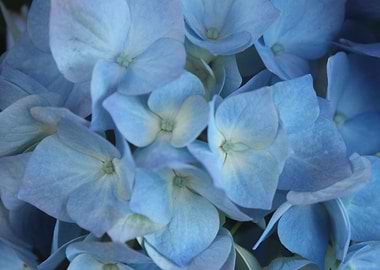 blue flowers