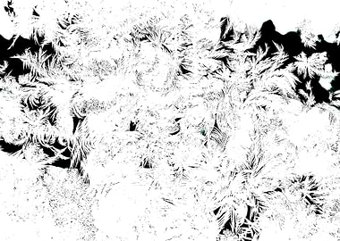 Black and White Flora