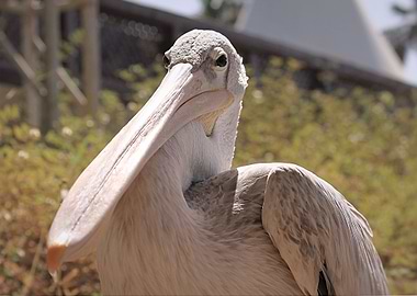 Pelican judging you