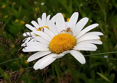 Daisy and spider