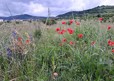 Summer field with poppy