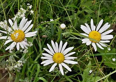 Wild daisy flowers