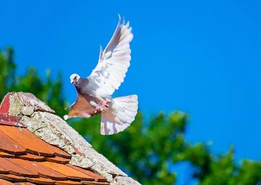 Permission for landing