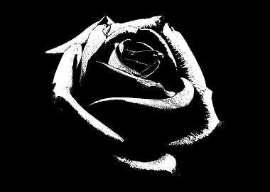 White Rose Purity Love