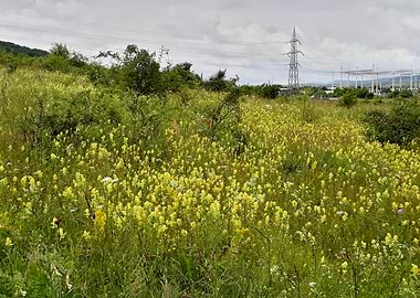 Yellow wildflowers field