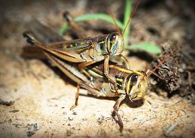 two cricket