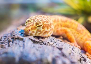 orange sleep lizard