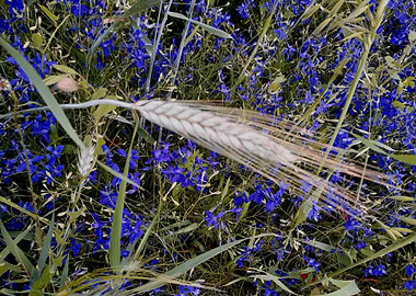 Wheat and wildflowers