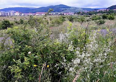 Wildlife on the field