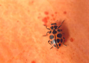 Ladybug on a pumpkin