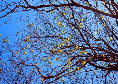 Autumn tree with blue sky