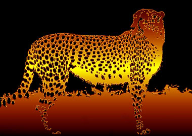 Night of the Cheetah