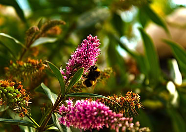 Bumblebee on Blossom
