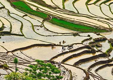 Farming the rice fields