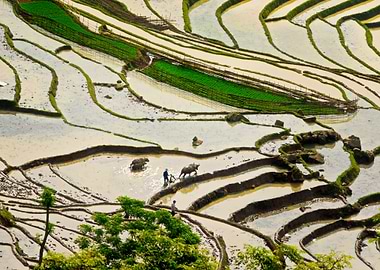 Plowing rice terraces