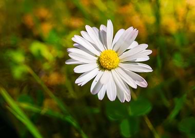 Daisy Flower