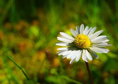 Daisy Flower