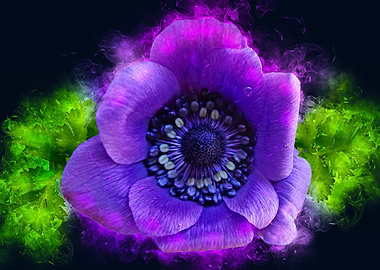 purple anemone smoky