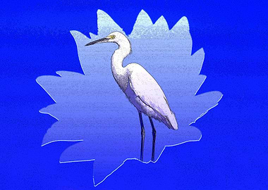 The great white egret