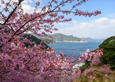 Cherry Blossom Mountains