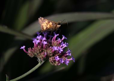 Moth on Flowers