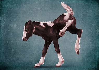 Gypsy foal