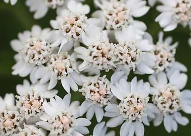 Yarrow Achillea