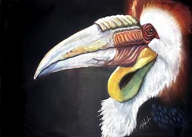Hornbill in Bali Island
