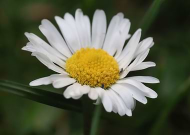 Daisy