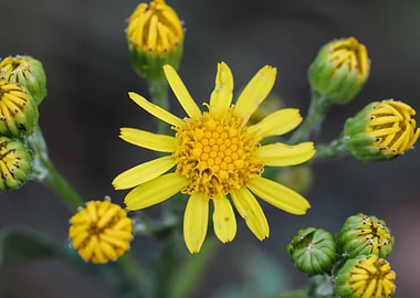 Prairie Ragwort