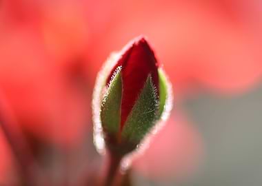 Rose bud