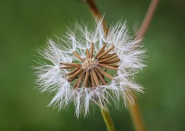 Dandelion