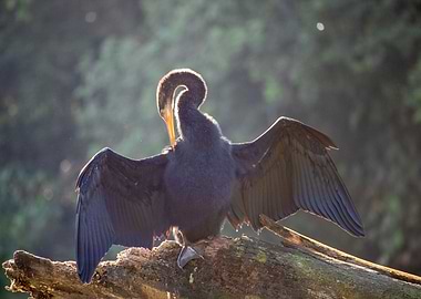 Drying bird in Tortuguero