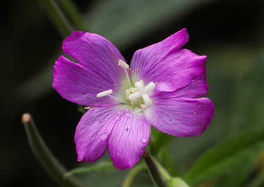 Great Willowherb