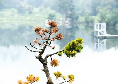 branch in front of lake