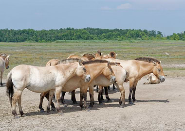 A herd of horses