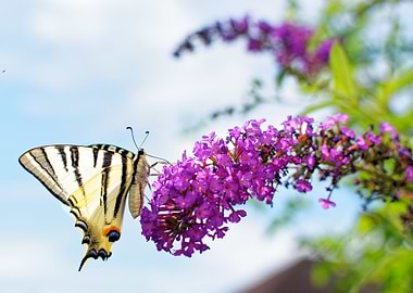 Amazing buterfly on flower