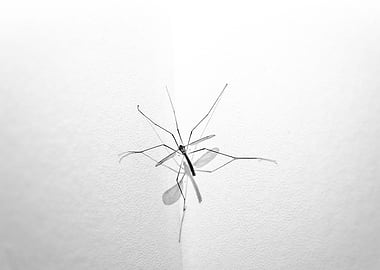 Crane fly