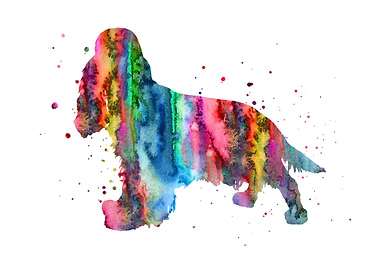 English Cocker Spaniel