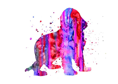 English Cocker Spaniel