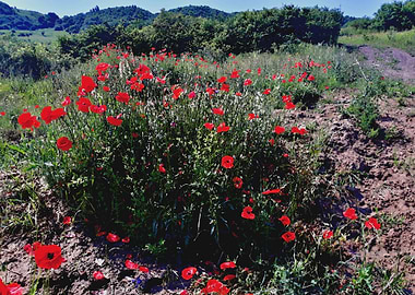 Poppy landscape