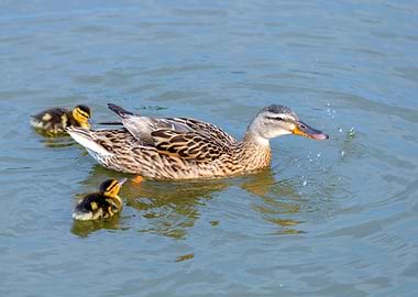 Ducklings