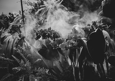 Black and white orchids